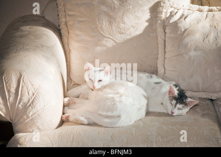 Two white domesticated cats lying on sofa. MR © Myrleen Pearson Stock Photo