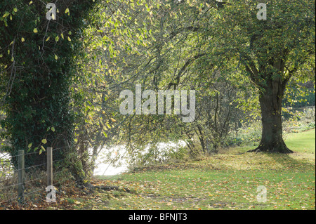 Green leafy walk in autumn - background image suitable for portrait or commercial photo montage Stock Photo