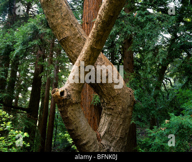 CALIFORNIA - Sycamore tree in a redwood grove in Santa Barbara. Stock Photo