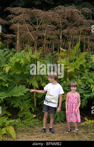 Children looking at Giant Hogweed (Heracleum mantegazzianum). Stock Photo