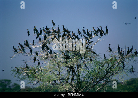 Little cormorant birds Phalacrocorax fuscicollis sitting on tree ; Bharatpur bird sanctuary ; Rajasthan ; India Stock Photo