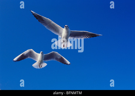 seagulls pair in flight ; Bombay ; Mumbai ; Maharashtra ; India ; asia Stock Photo