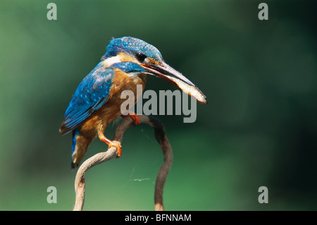 Small blue Kingfisher ; alcedo atthis ; common kingfisher ; river kingfisher ; sitting on branch with feed ; Bangalore ; Karnataka ; India ; asia Stock Photo