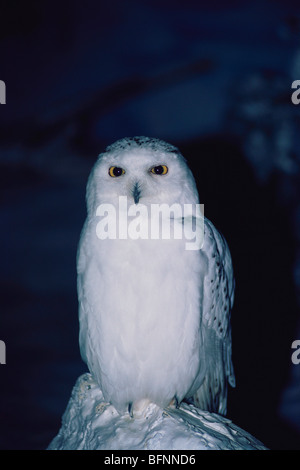 Snowy owl with a black background, Bubo scandiacus Stock Photo - Alamy