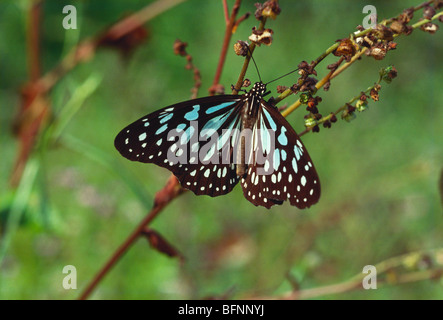 Insects, blue tiger tirumala limniace butterfly licking due, Howrah ...