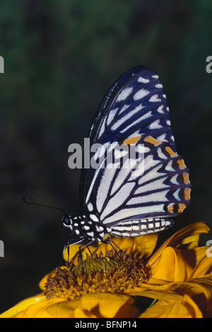 butterfly ; Indian common mime ; chilasa clytia ; on flower ; Papilio clytia ; Stock Photo