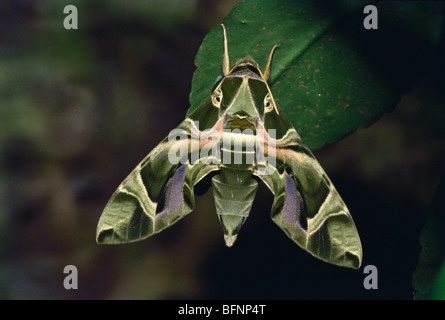Daphnis nerii ; oleander hawk moth ; army green moth ;