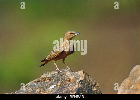 Rufous tailed finch lark ; ammomanes phoenicurus ; rufous tailed lark ; Ammomanes phoenicura ; india ; asia Stock Photo