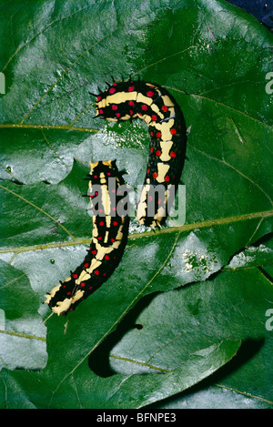 Common Mime Butterfly (chilasa clytia disimilis Stock Photo - Alamy