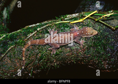 Indian prashadi gecko ; hemi dactylus prashadi ; Prashad's gecko ; Bombay leaf toed gecko ; Hemidactylus prashadi ; western ghats ; india ; asia Stock Photo
