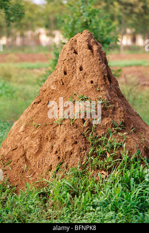 termite mound ; ant hill ; termite anthill Stock Photo