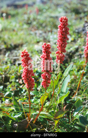 Bistorta affinis ; Polygonum affine ; Persicaria affinis ; Himalayan bistort ; fleece flower ; knotweed ; Sangla valley ; Himachal Pradesh ; India Stock Photo