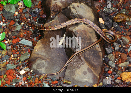 Indian trinket snake ; laphe helena ;  Coelognathus helena ; common trinket snake ; india ; asia Stock Photo