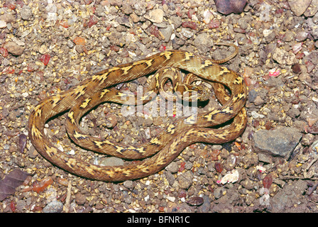 Indian common cat snake ; boiga trigonata ; Boiga trigonata ;  Indian gamma snake ; common cat snake ; india ; asia Stock Photo