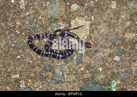 Indian common krait snake ; bungarus caeruleus ; common krait snake ; Indian krait snake ; blue krait snake ; Bungarus caeruleus Stock Photo