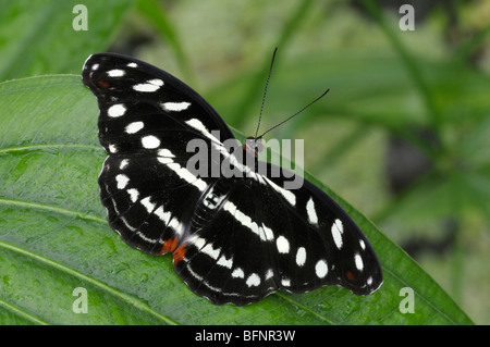 Common Sergeant Butterfly (Athyma perius Stock Photo - Alamy