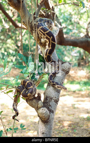 Python Indian rock python snake on tree Stock Photo