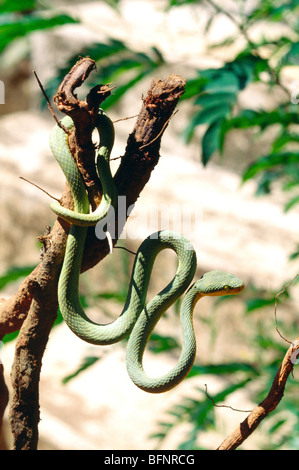 Reptiles, bamboo pit viper snake Stock Photo - Alamy