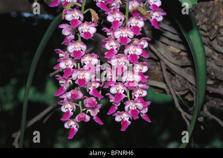 IKA 62979 : Orchid ; Indian common foxtail rhynchostylis retusa ; India Stock Photo