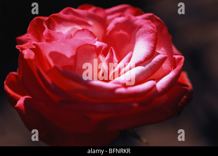 Rose flower ; Ooty ; Udagamandalam ; Nilgiris ; Tamil Nadu ; India ; Asia Stock Photo