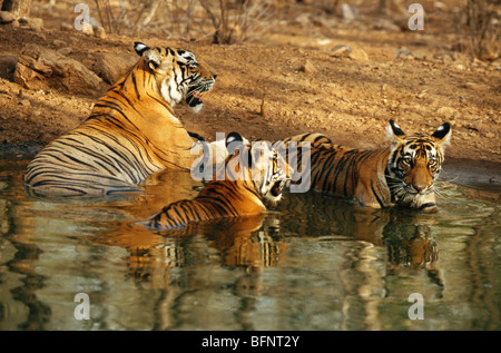Three tigers cooling in water ; Ranthambore National Park ; Ranthambhore Wildlife Sanctuary ;  Sawai Madhopur ; Rajasthan ; India ; Stock Photo