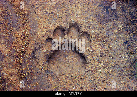 Tiger pug marks at Bandipur Wildlife Sanctuary Karnataka India Stock ...