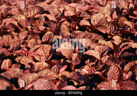 Amaranthus ; amaranth plant ; Kerala ; India ; asia Stock Photo