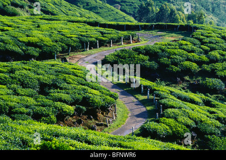 tea garden ; Munnar ; Kerala ; India ; asia Stock Photo