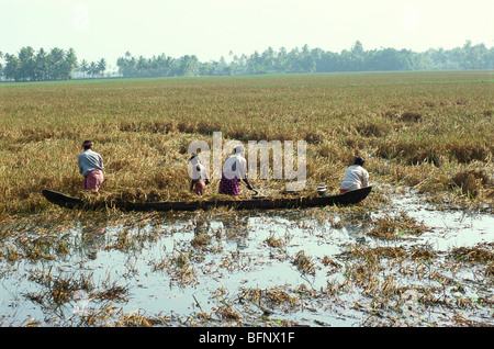 Harvesting paddy, rice in knee-deep water, Kuttanad, Kerala, India ...