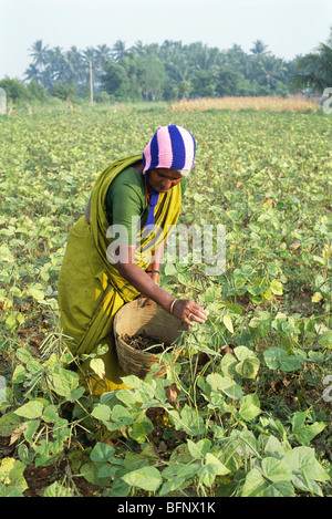 Lady harvesting green gram ; vigna radiata linn ; India ; asia Stock Photo