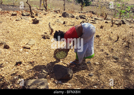 Woman collecting mahua flowers bastar madhya pradesh india - SDB 61759 Stock Photo