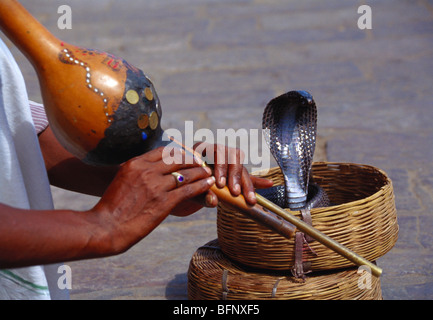Snake charmer playing flute pungi in front of snake ; Nag Panchami festival , Naga Panchami festivals , India Stock Photo