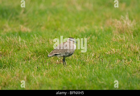 Sociable Plover Lapwing in grassy field Stock Photo