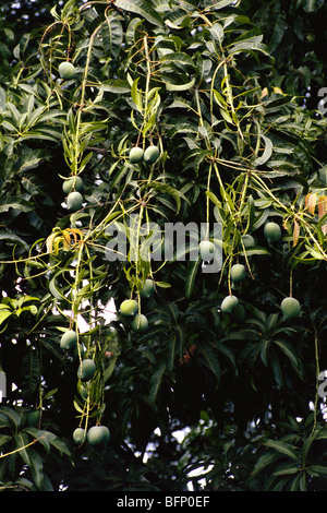 Mango tree ; manchar ; pune ; maharashtra ; india Stock Photo - Alamy