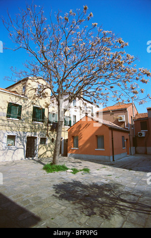 Flowering tree ; Morano Calabro ; Cosenza ; Calabria ;  Pollino National Park ; Italy ; Europe Stock Photo