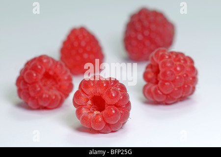 Raspberry (Rubus idaeus), ripe berries, studio picture. Stock Photo