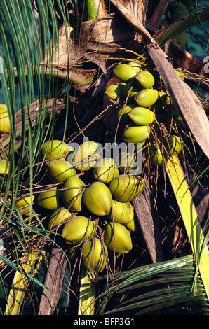 Coconut tree ; India ; asia Stock Photo