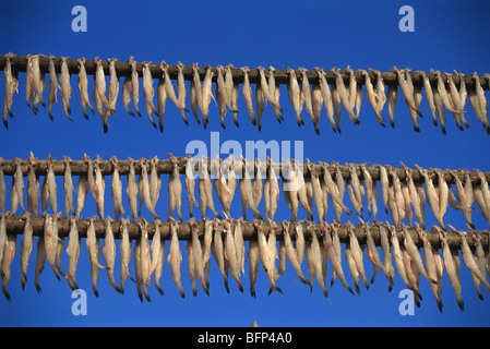 Fish drying ; Harpadon nehereus ; Bombay duck ; bummalo ; bombil ; boomla ; Uttan beach ; Mira Bhayandar ; Bombay ; Mumbai ; Maharashtra ; India; Asia Stock Photo