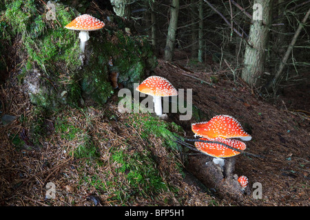 Fly Agaric, Amanita Muscaria mushrooms growing on the edge of woodland near Braemar, Aberdeenshire, Scotland UK Stock Photo