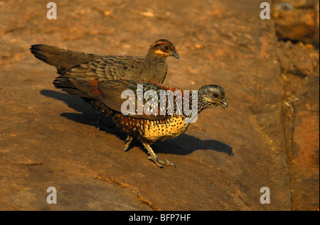 Painted Spurfowl - Galloperdix lunulata Stock Photo