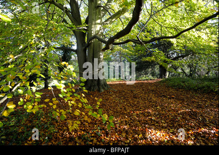 Two Beech trees entwined in an embrace Stock Photo - Alamy