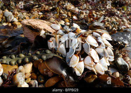 Goose barnacles clinging to an old shoe washed up on a beach Stock Photo