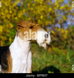 eng/am/ irish ch galsul excellence, wire fox ferrier head study Stock Photo