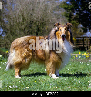 rough collie, Antoc Face The Music, standing on grass Stock Photo