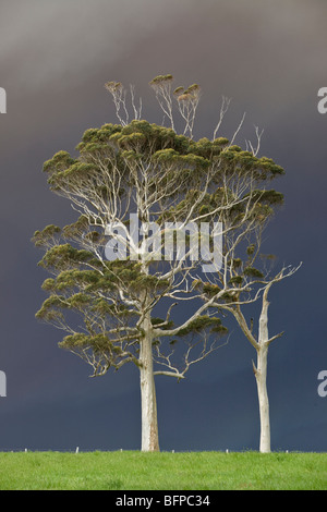 Eucalyptus tree with smoke from forest fire, Western Australia Stock Photo