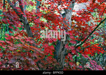 Autumn in Central Park with Japanese Maple tree Stock Photo