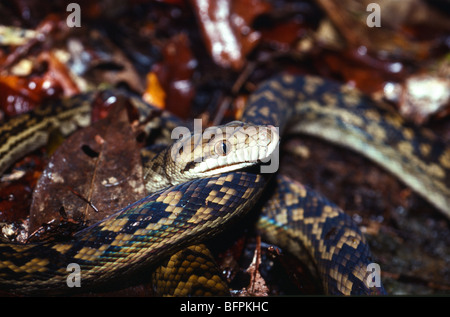 Amethystine python (Morelia amethistina), Mossman Gorge, Queensland, Australia Stock Photo