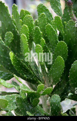 Prickly Pear Cactus, Opuntia falcata, Cactaceae. Northwestern Haiti Stock Photo