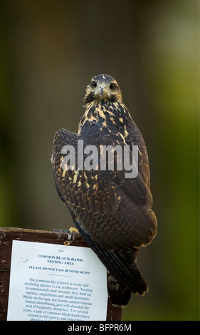 Common blackhawk shot at Rio Grande Village in Big Bend National Park, TX Stock Photo