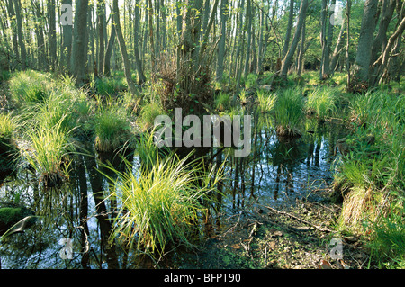 marsh, swamp, darsser wald, mecklenburg-western pomerania, germany, Stock Photo